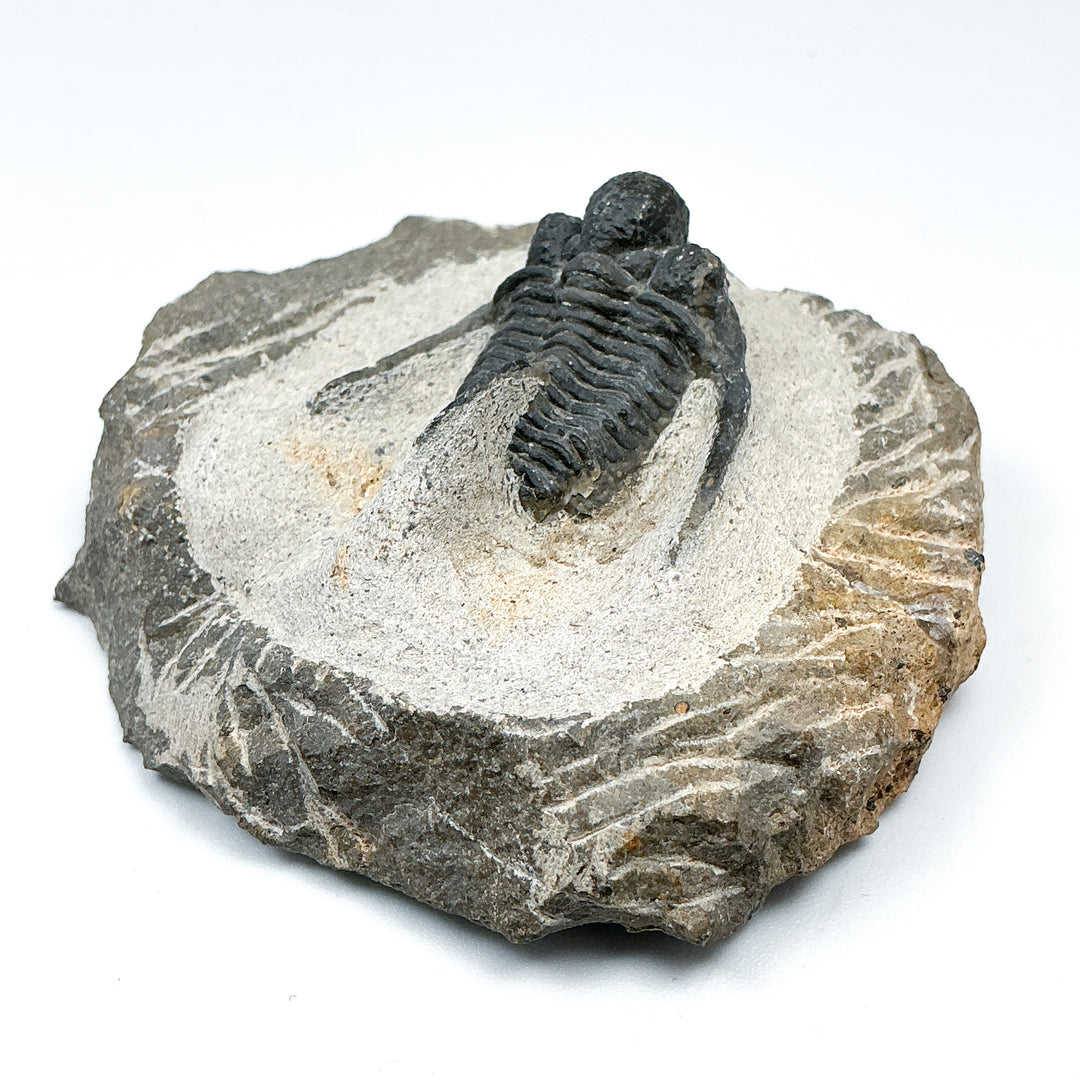 Trilobite Otarion Fossil - Rocks and Gems Canada