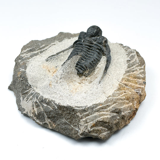 Trilobite Otarion Fossil - Rocks and Gems Canada