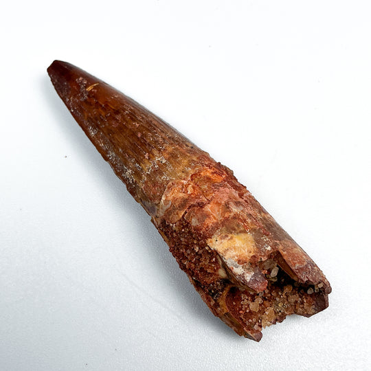 Fossilized Spinosaurus Tooth Specimen