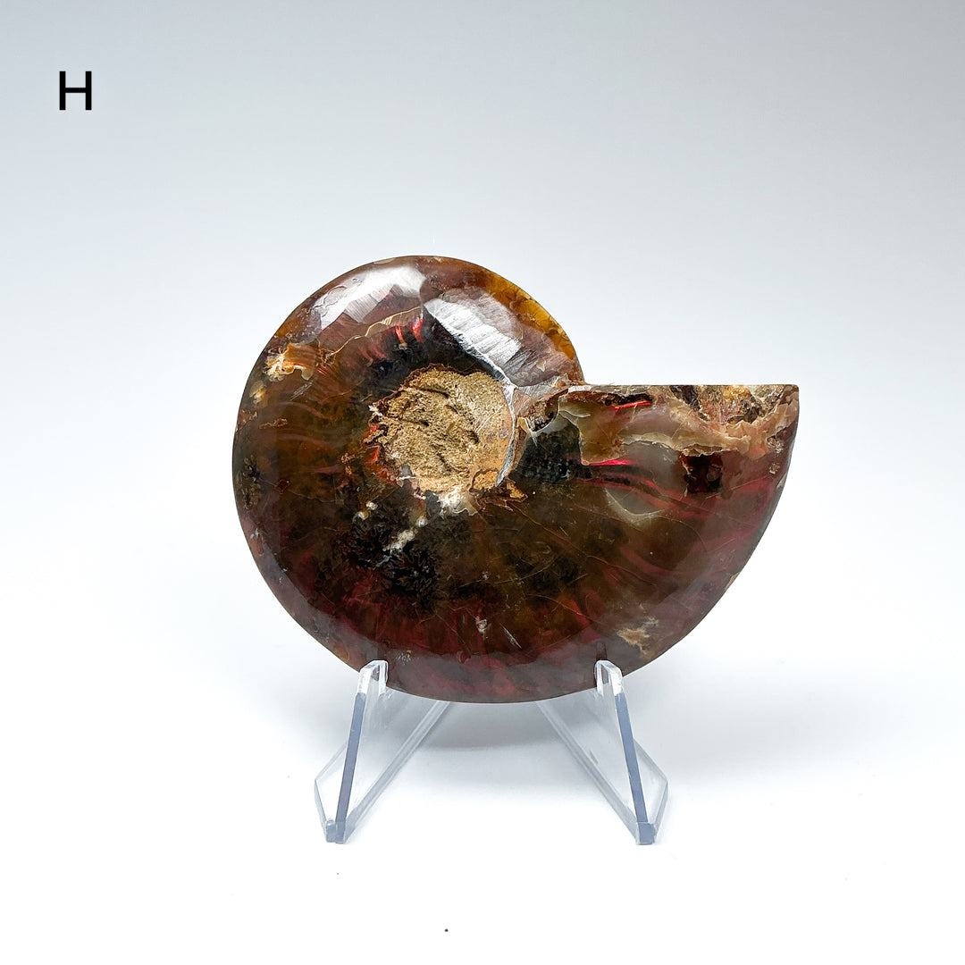 Chambered Ammonite - Rocks and Gems Canada