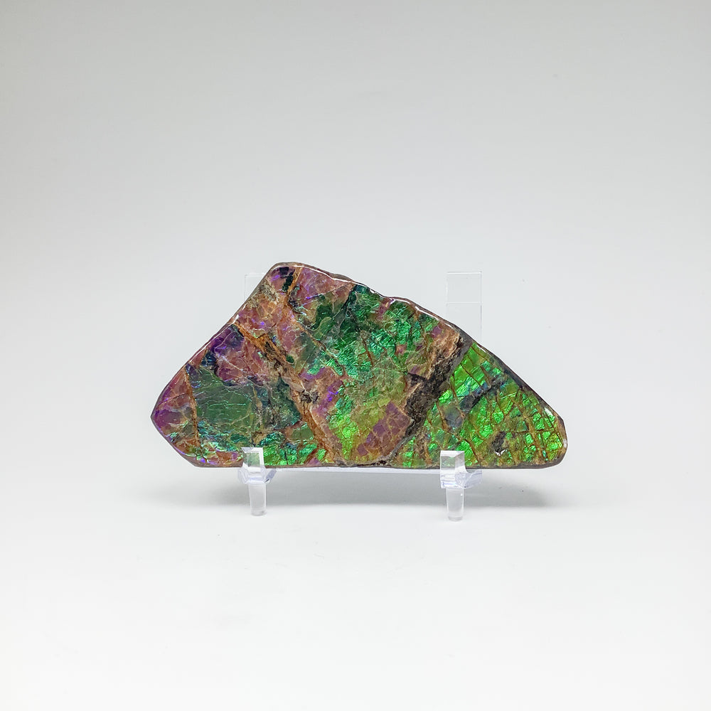 Ammolite Specimen - Rocks and Gems Canada