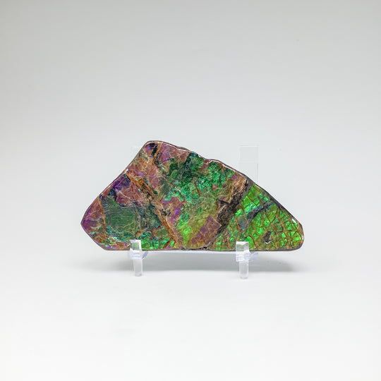 Ammolite Specimen - Rocks and Gems Canada