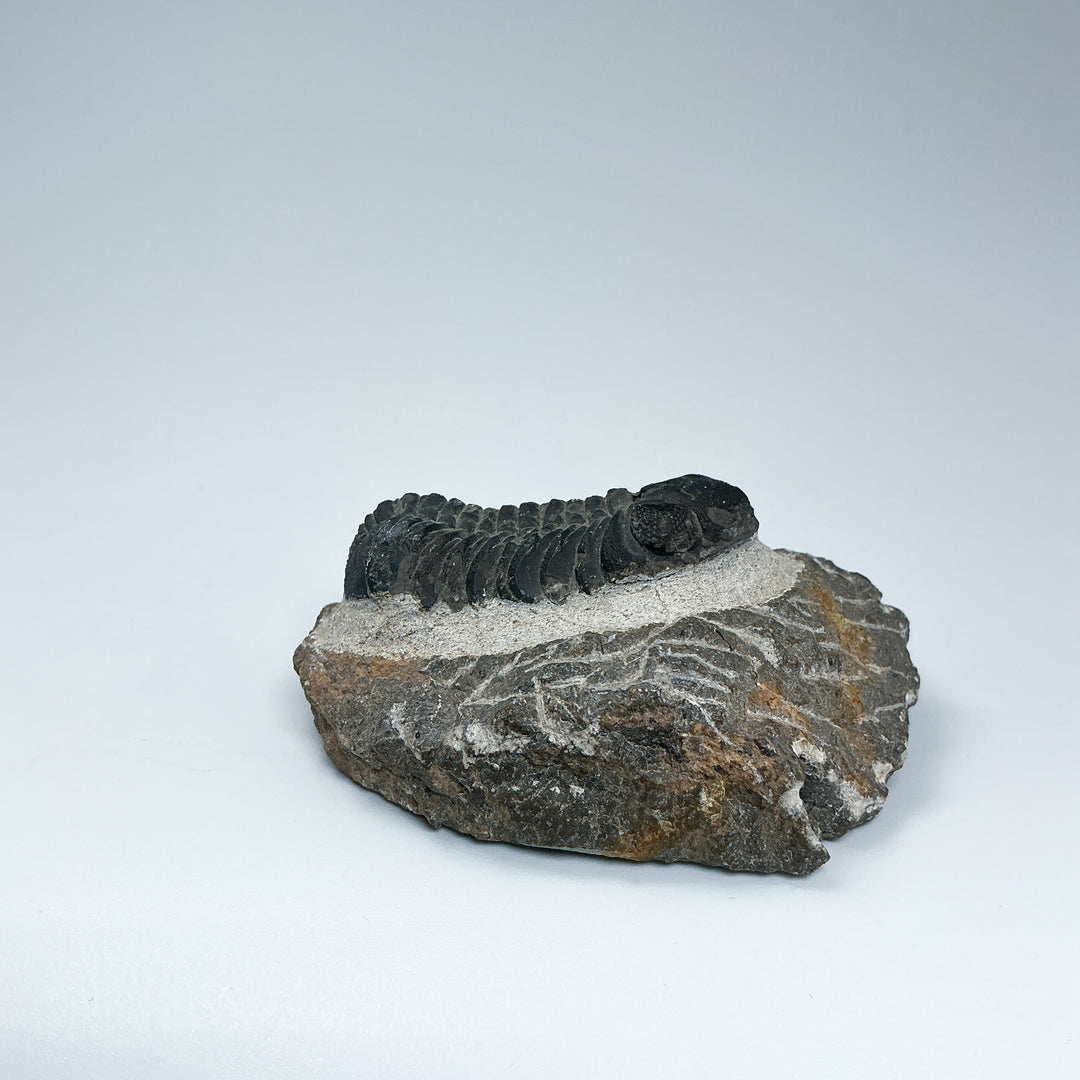 Trilobite Drotops Fossil