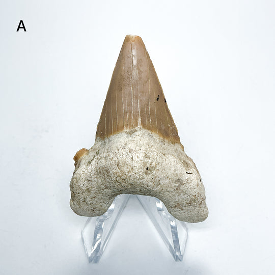 Fossilized Otodus/Lamna Shark Tooth Specimen