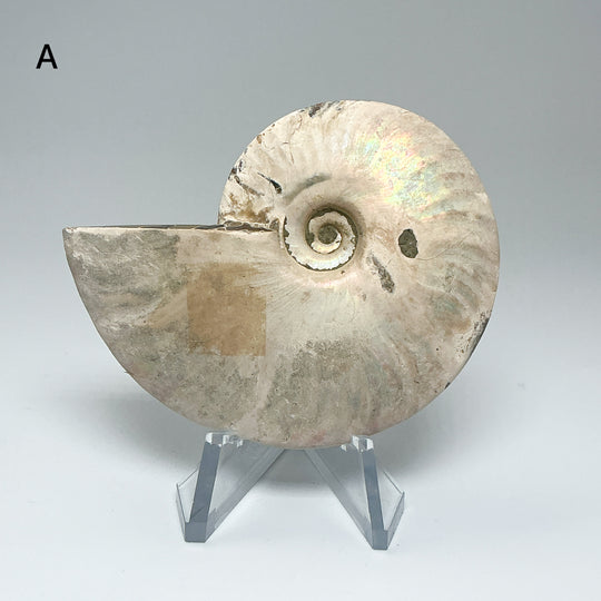 Chambered Ammonite
