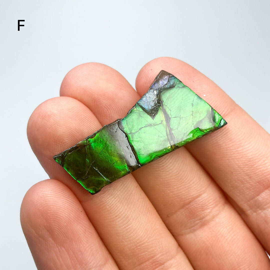 Ammolite Specimen
