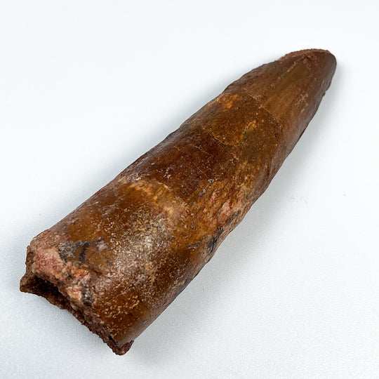 Fossilized Spinosaurus Tooth Specimen