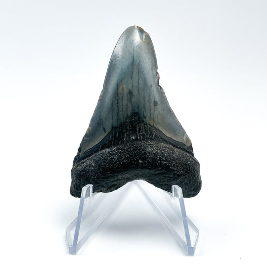 Fossilized Shark Tooth Specimen: Carcharodon Megalodon - Rocks and Gems Canada
