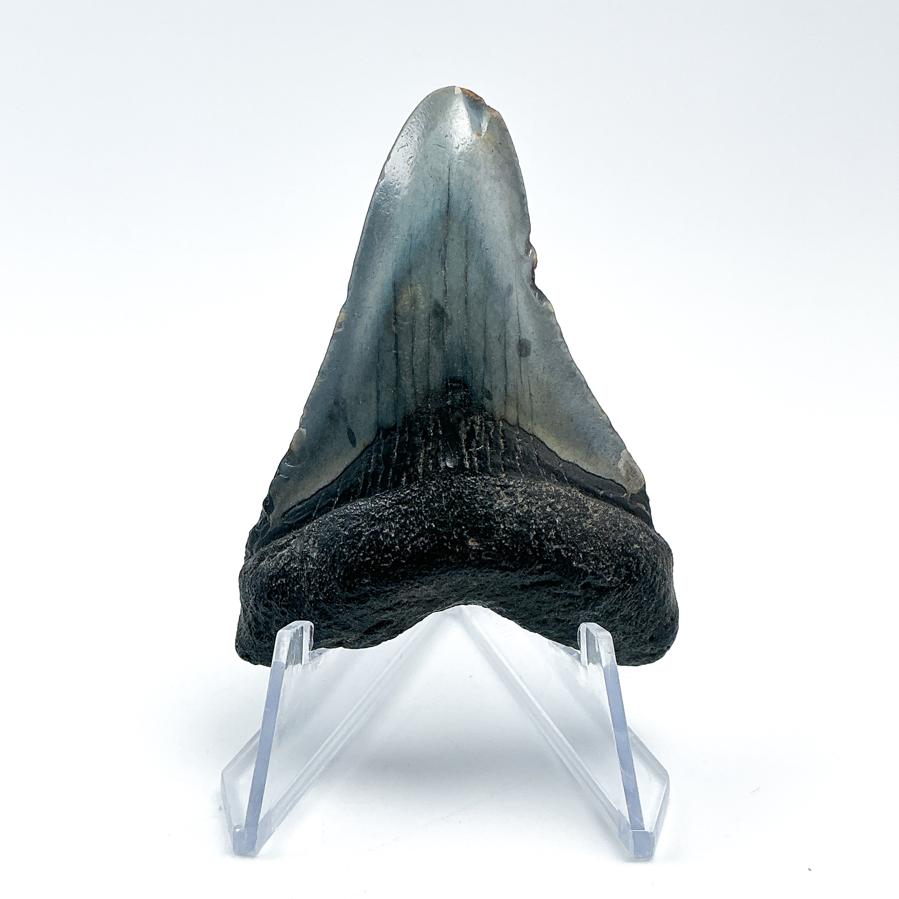 Fossilized Shark Tooth Specimen: Carcharodon Megalodon - Rocks and Gems Canada