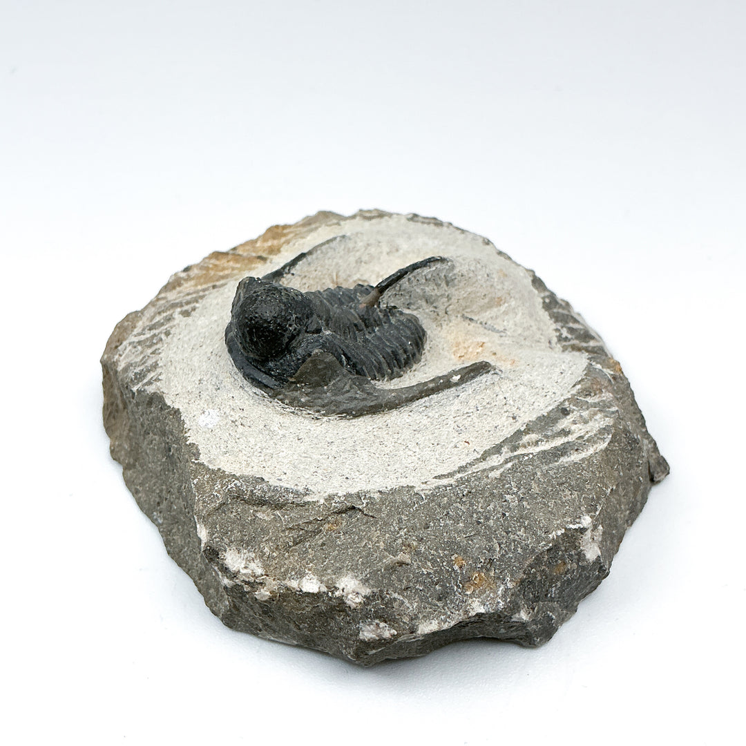 Trilobite Otarion Fossil - Rocks and Gems Canada