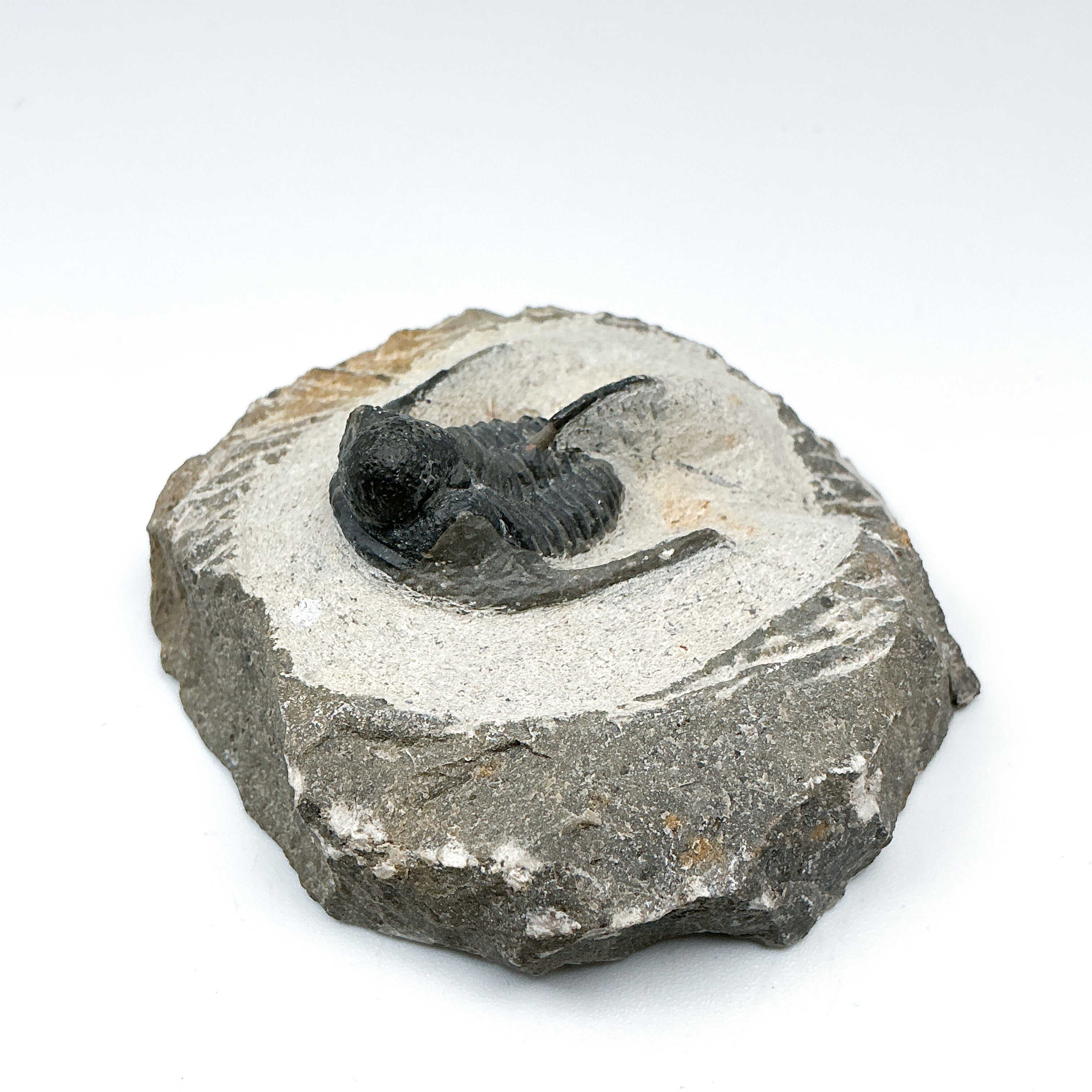 Trilobite Otarion Fossil - Rocks and Gems Canada