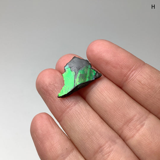 Ammolite Specimen - Rocks and Gems Canada