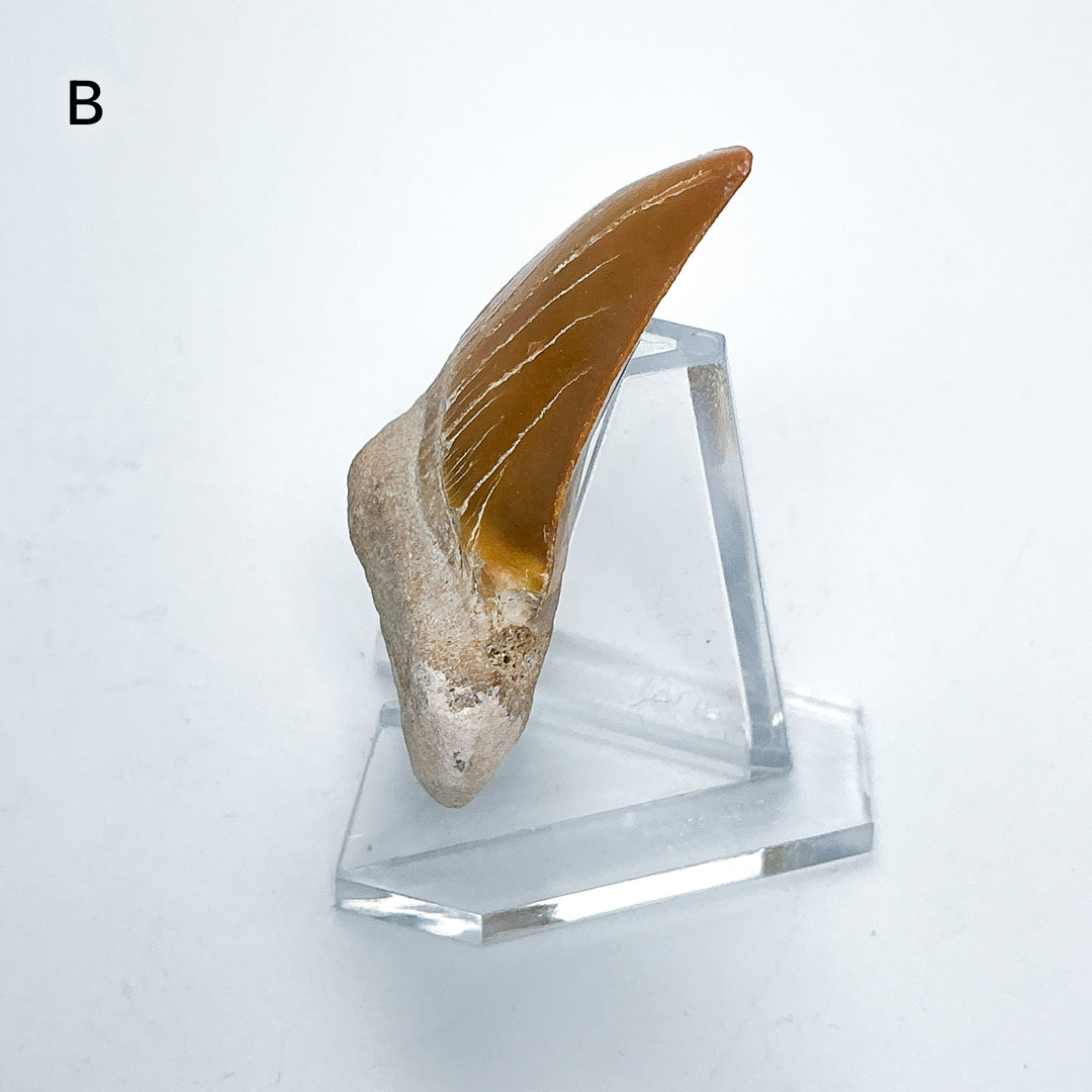 Fossilized Otodus/Lamna Shark Tooth Specimen