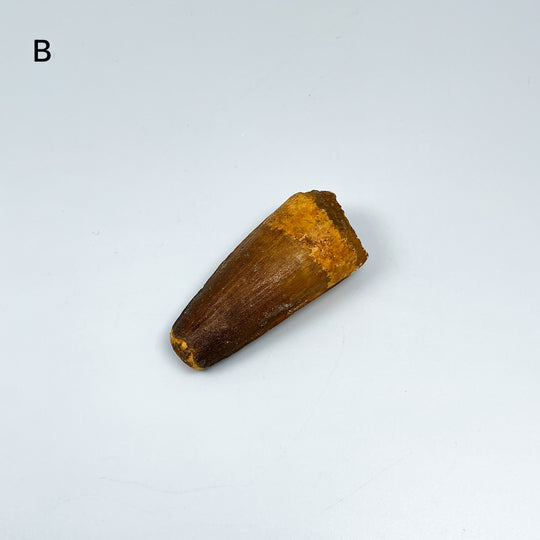 Fossilized Spinosaurus Tooth Specimen
