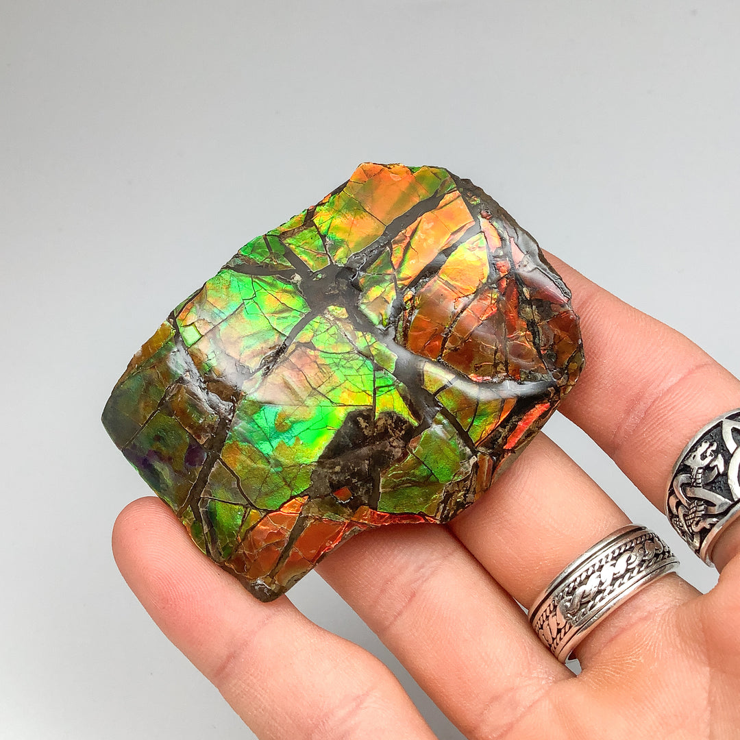 Ammolite Specimen - Rocks and Gems Canada