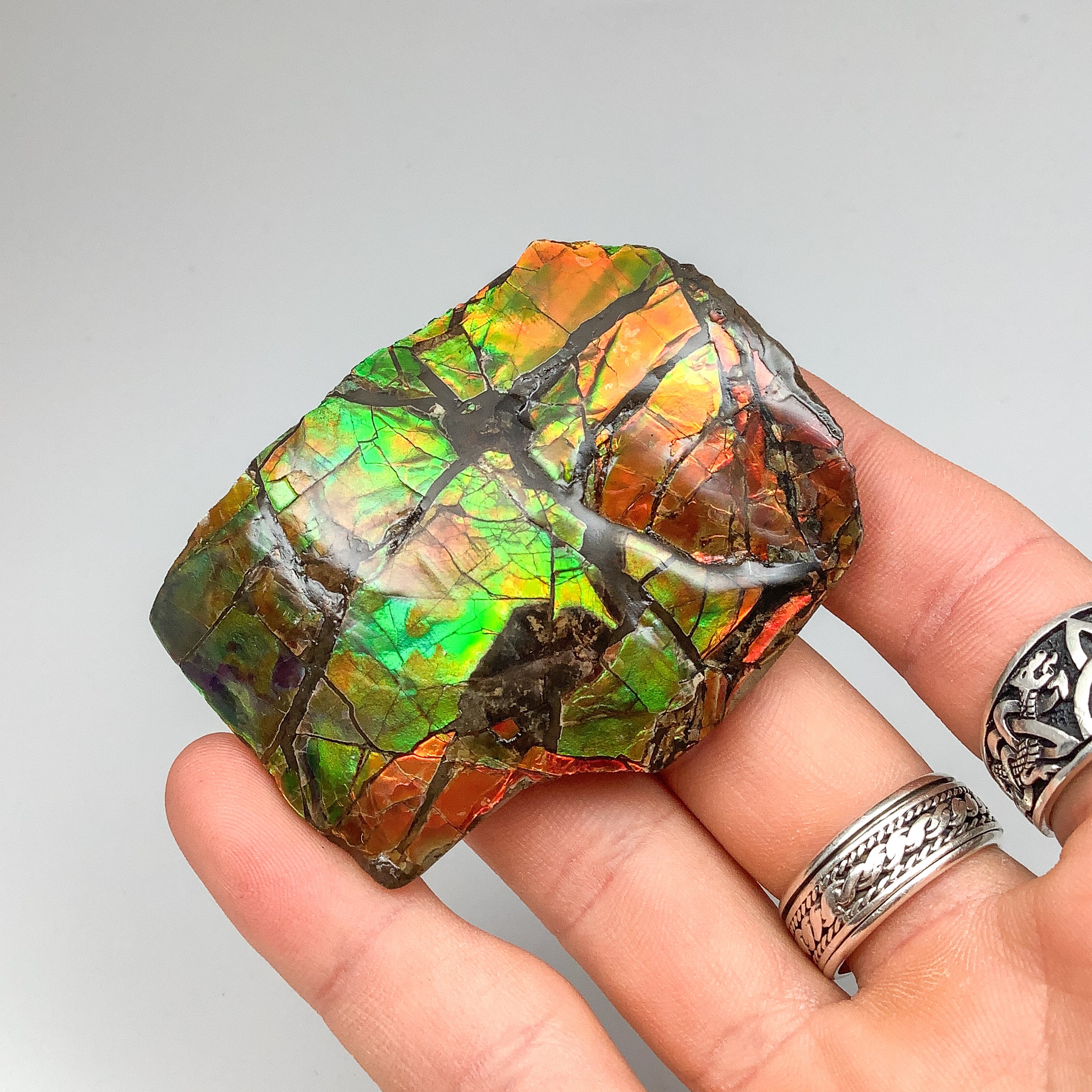 Ammolite Specimen - Rocks and Gems Canada
