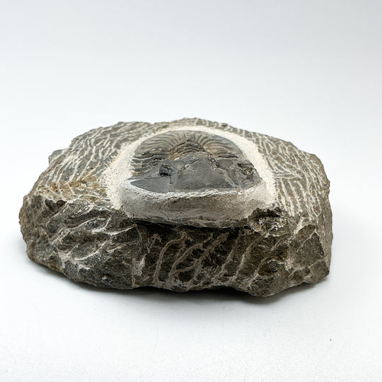 Trilobite Scutellum Fossil