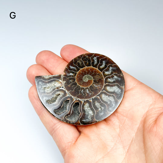 Chambered Ammonite - Rocks and Gems Canada
