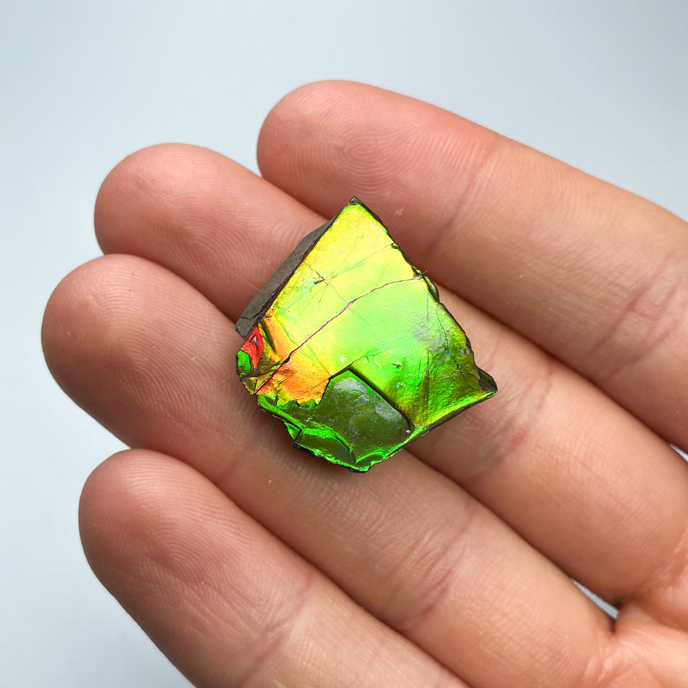 Ammolite Specimen