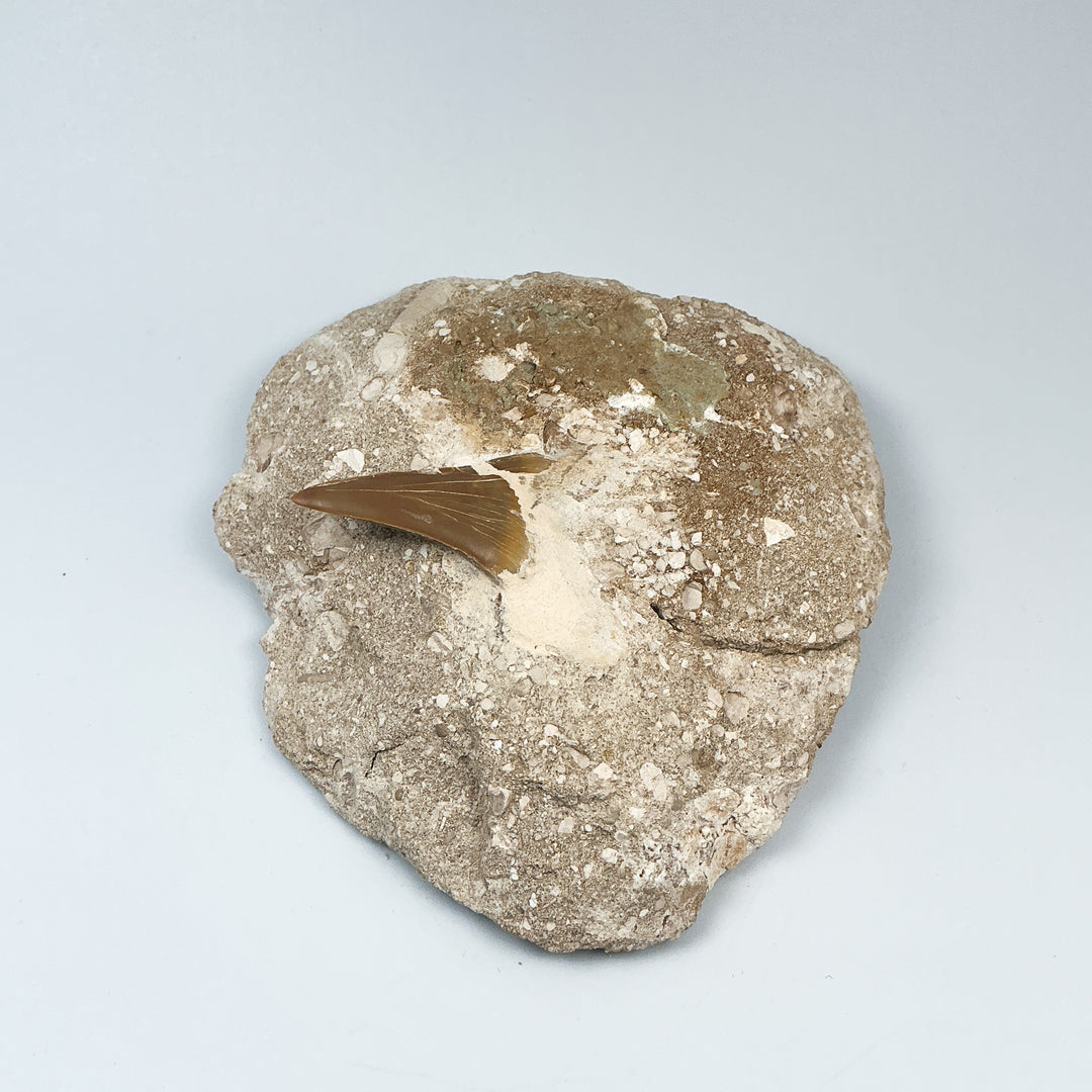 Fossilized Otodus/Lamna Shark Tooth Specimen in Matrix - Rocks and Gems Canada