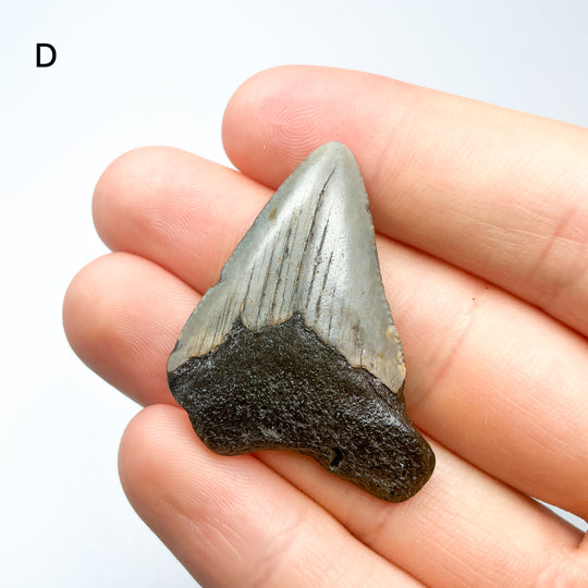 Fossilized Shark Tooth Specimen: Carcharodon Megalodon