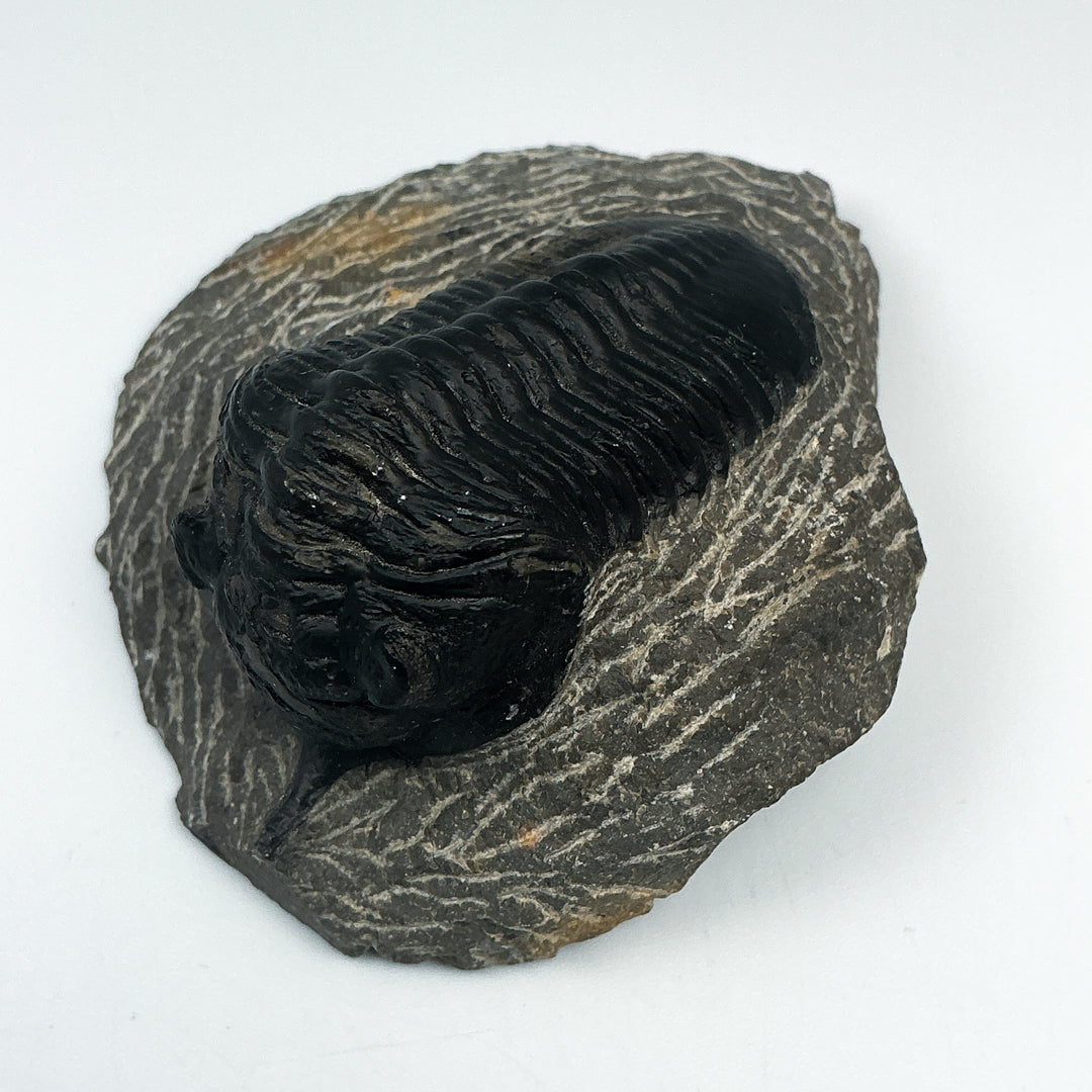 Trilobite Moroccanite Fossil