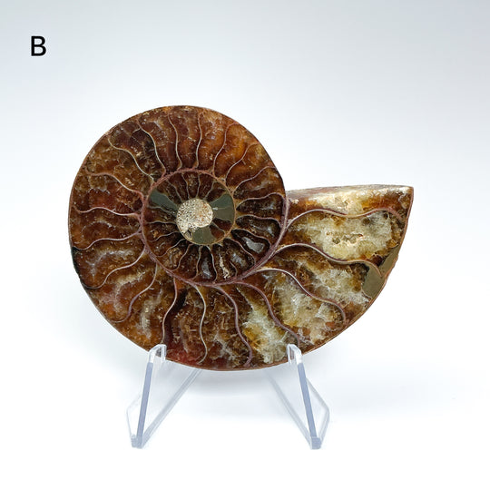 Chambered Ammonite - Rocks and Gems Canada