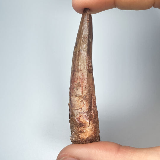Fossilized Spinosaurus Tooth Specimen