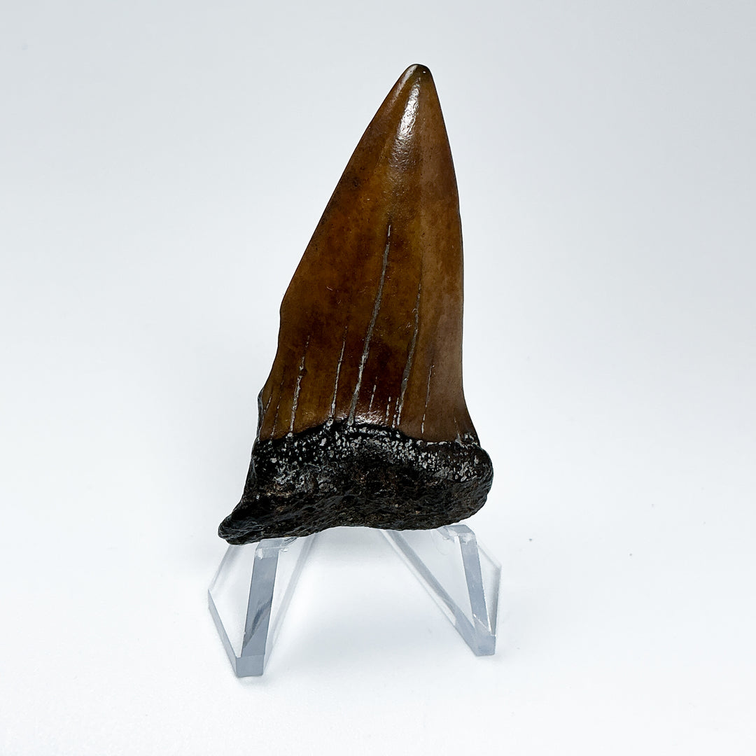 Fossilized Shark Tooth Specimen: Extinct Great White Shark