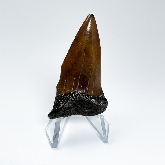 Fossilized Shark Tooth Specimen: Extinct Great White Shark