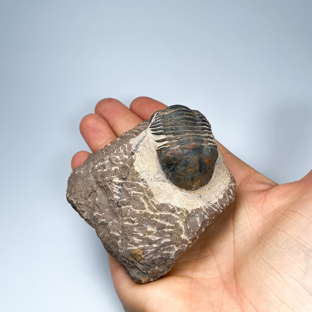 Trilobite Paralajurus Fossil