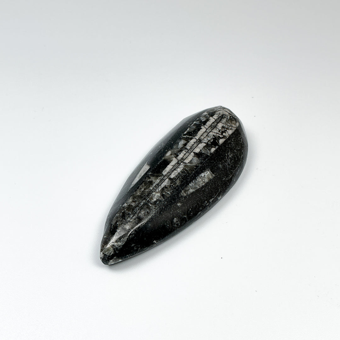 Polished Orthoceras Fossil