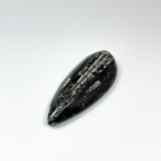 Polished Orthoceras Fossil