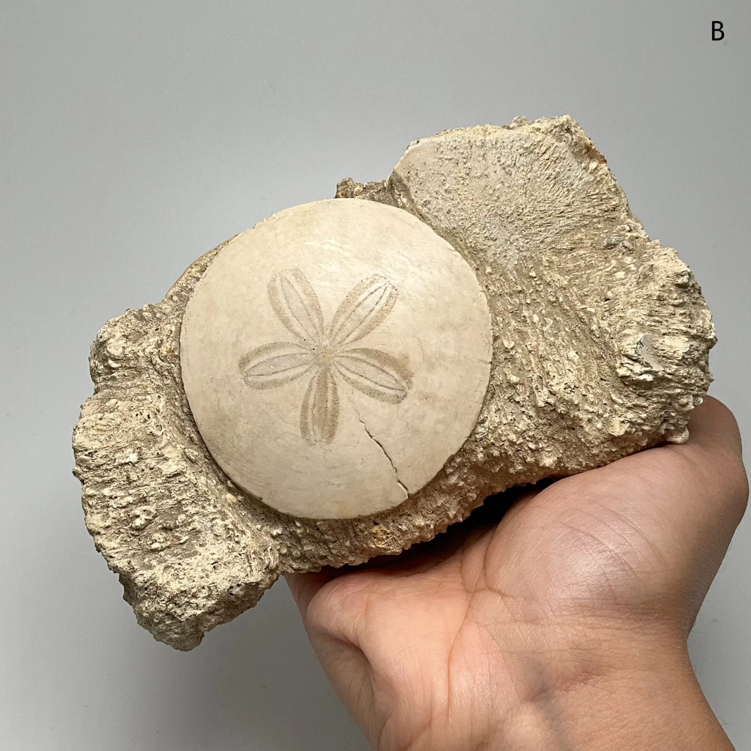 Sand Dollar Fossil in Matrix - Rocks and Gems Canada