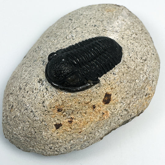Trilobite Proetus Fossil