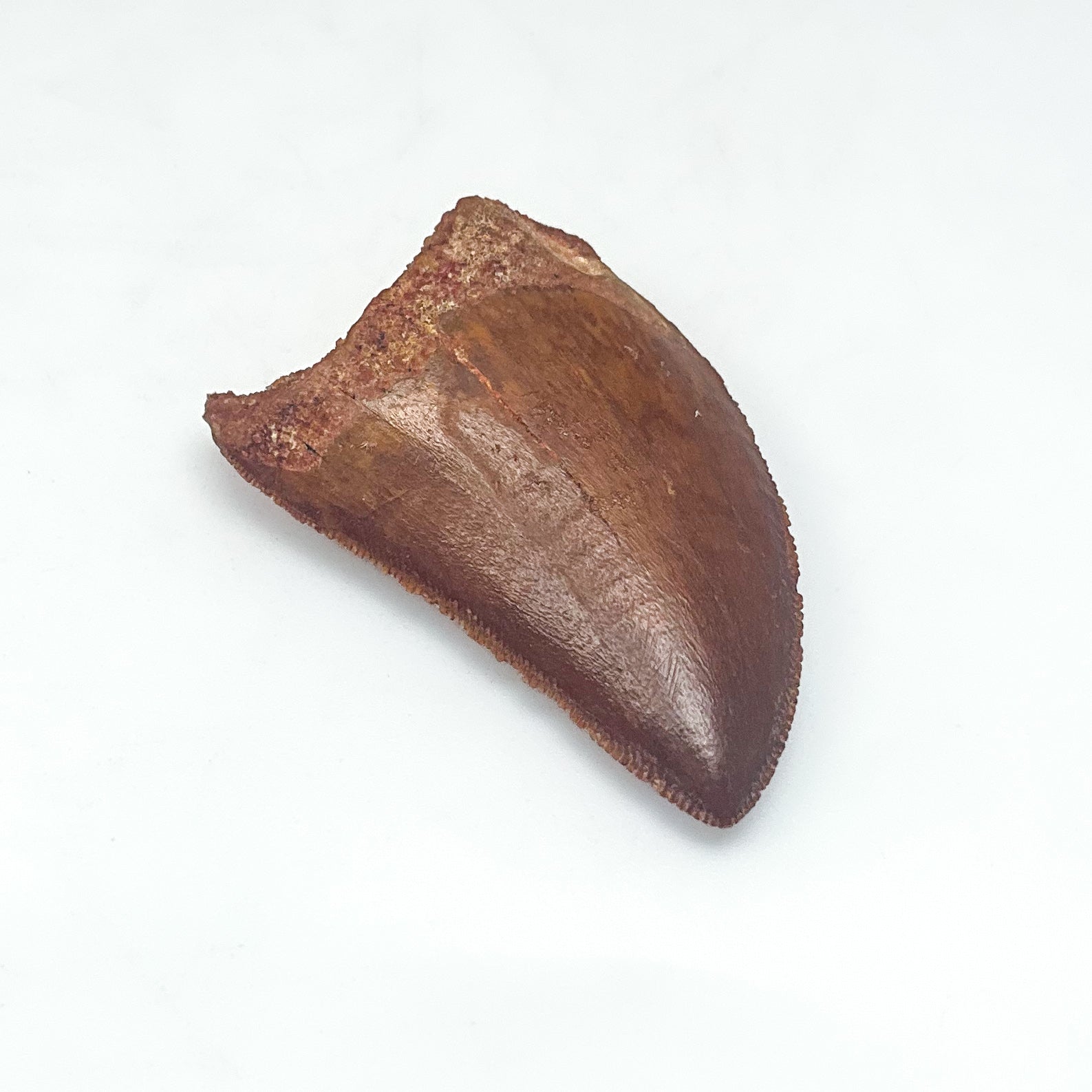 Fossilized Carcharodontosaurus Dinosaur Tooth Specimen - Rocks and Gems Canada