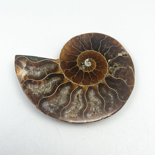 Chambered Ammonite