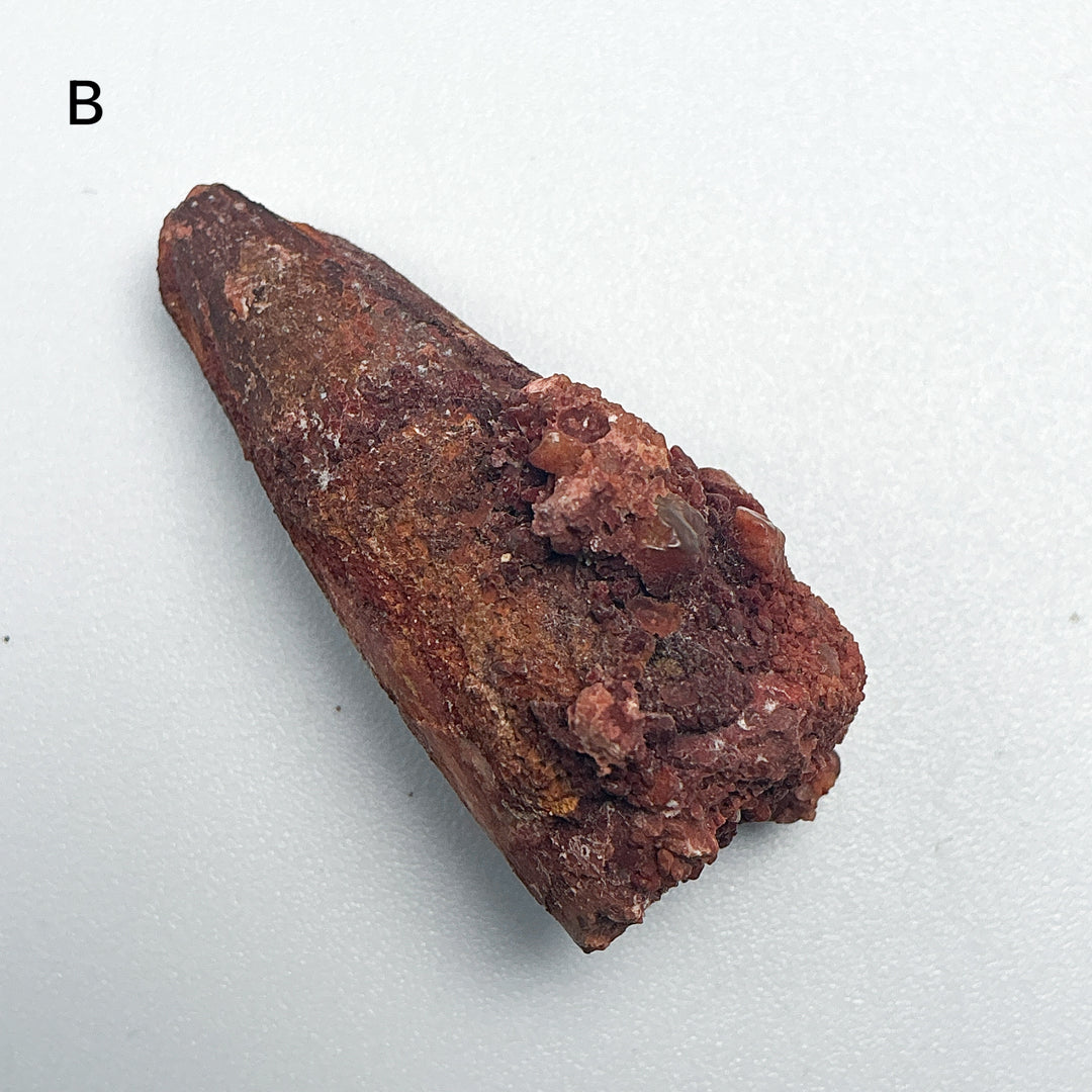 Fossilized Spinosaurus Tooth Specimen
