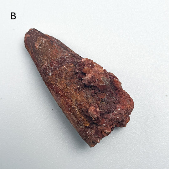 Fossilized Spinosaurus Tooth Specimen