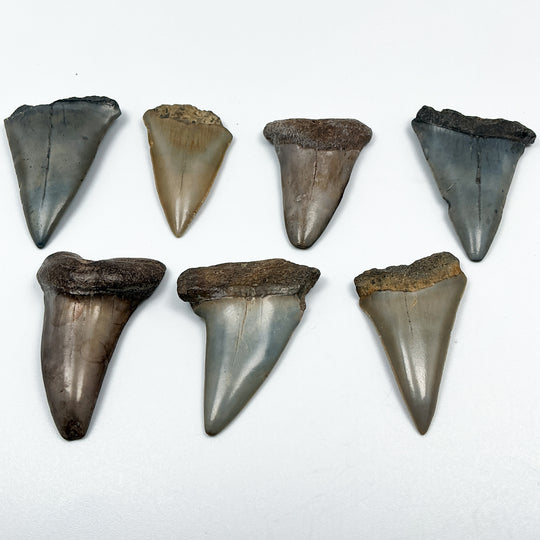 Fossilized Shark Tooth Specimen: Extinct Great White Shark