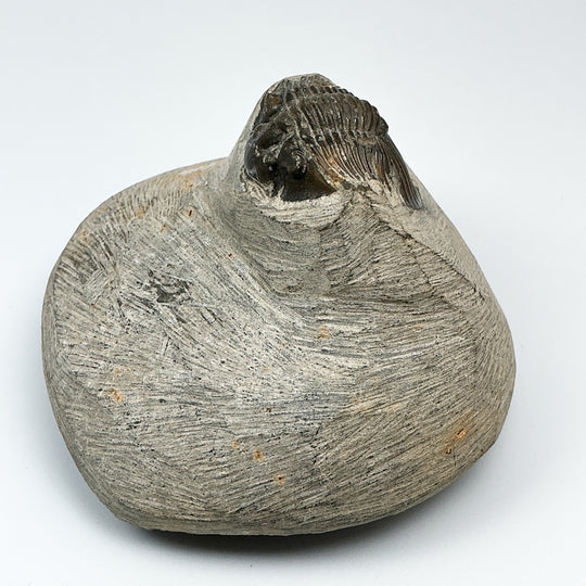 Trilobite Scutellum Fossil