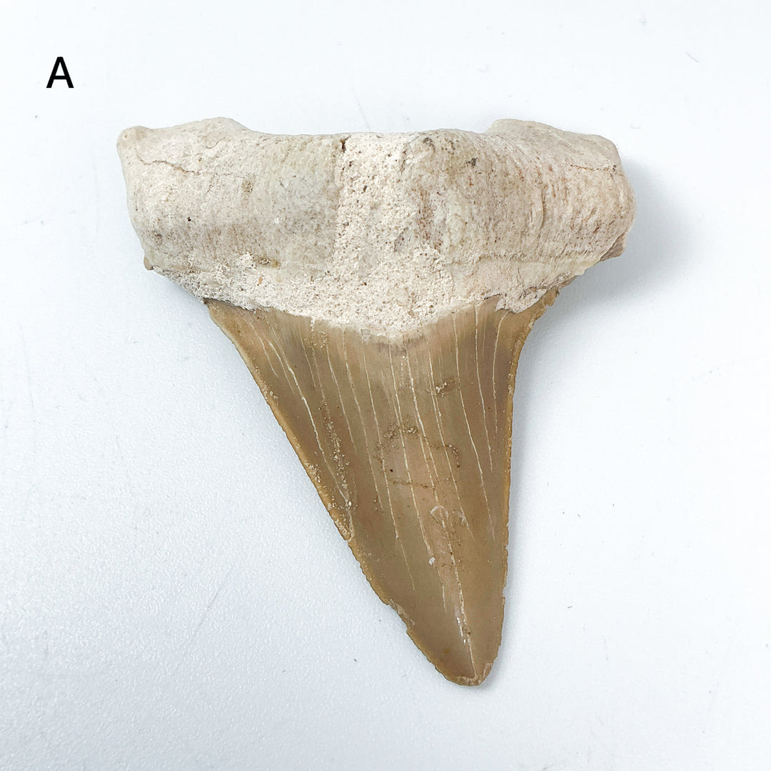 Fossilized Otodus/Lamna Shark Tooth Specimen