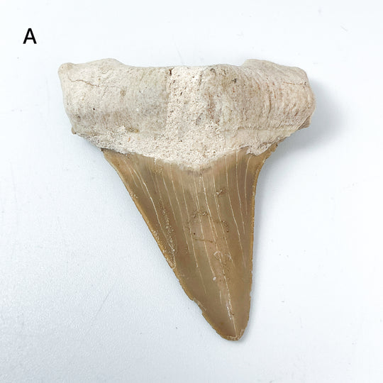 Fossilized Otodus/Lamna Shark Tooth Specimen