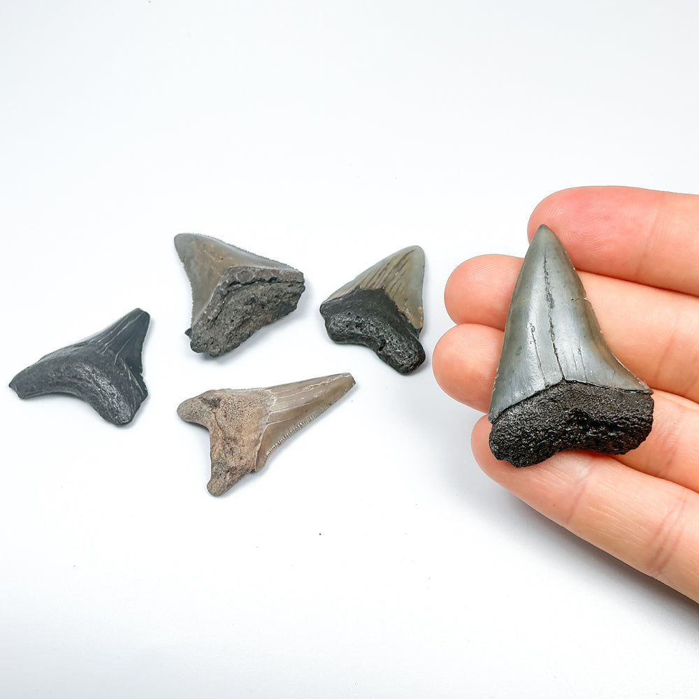 Fossilized Shark Tooth Specimen: Carcharodon Megalodon