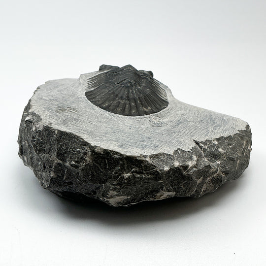 Trilobite Scutellum Fossil
