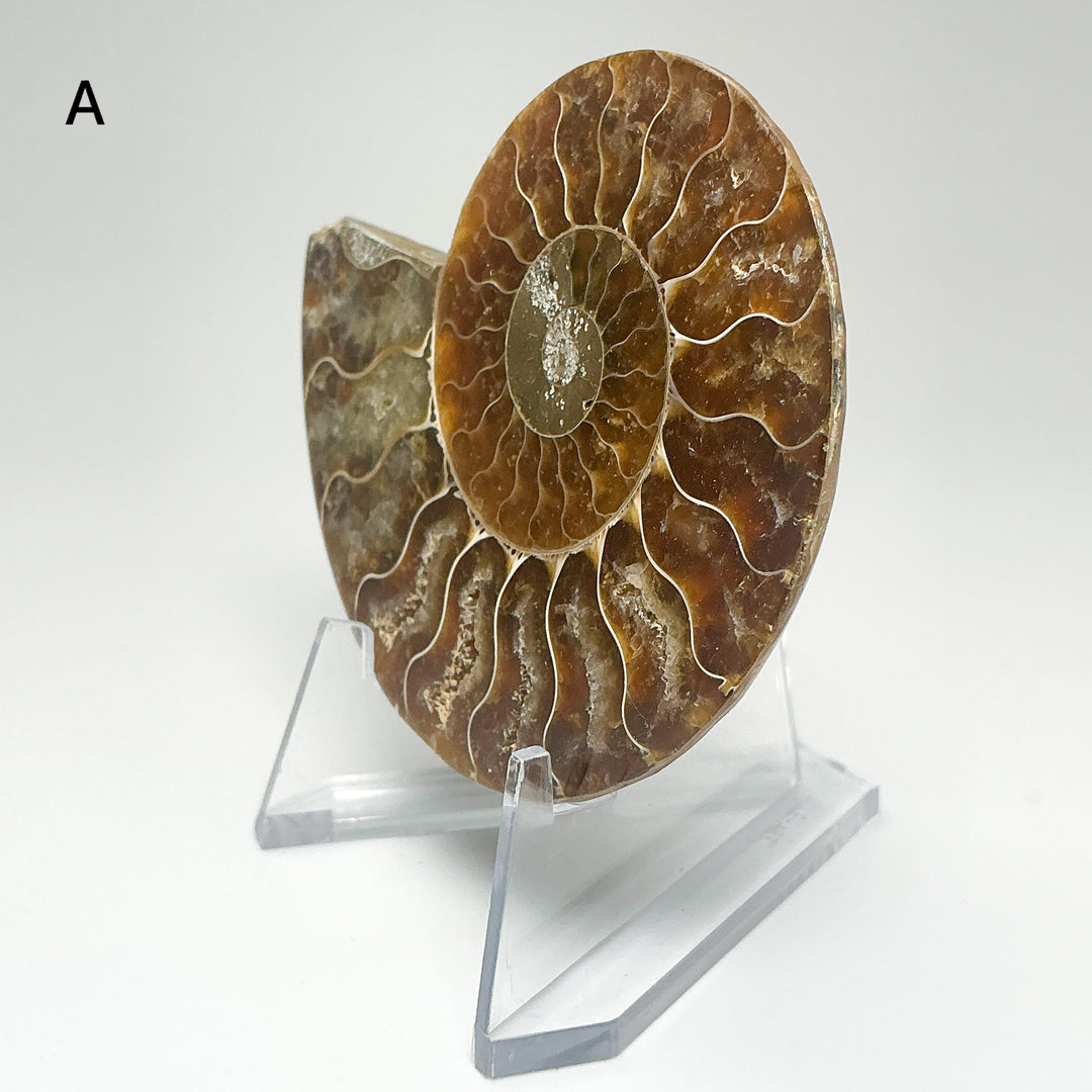 Chambered Ammonite