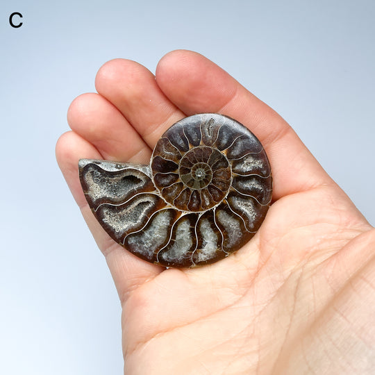 Chambered Ammonite
