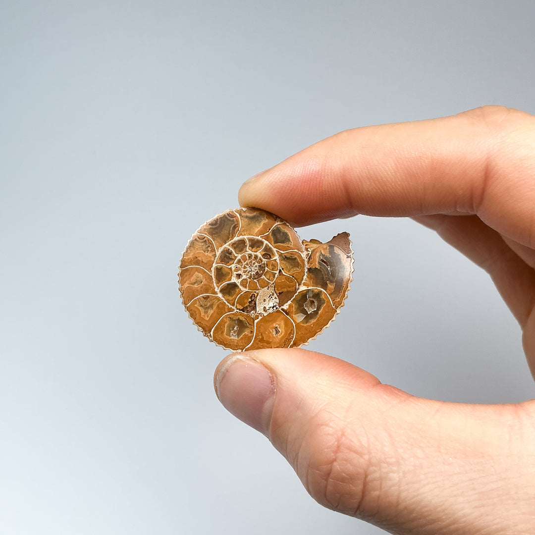 Chambered Ammonite