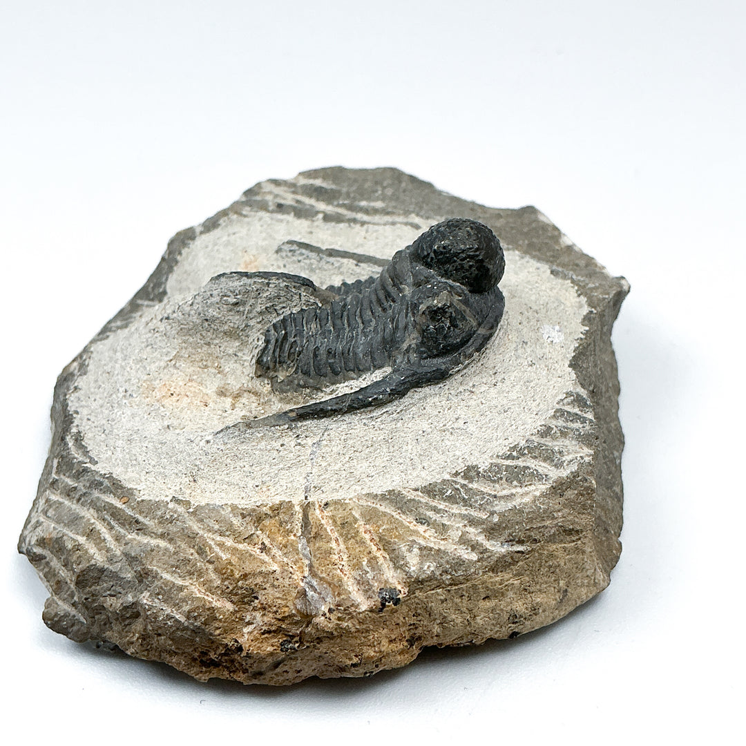 Trilobite Otarion Fossil - Rocks and Gems Canada