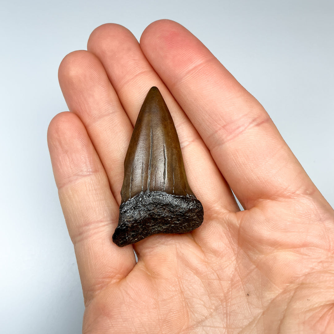 Fossilized Shark Tooth Specimen: Extinct Great White Shark